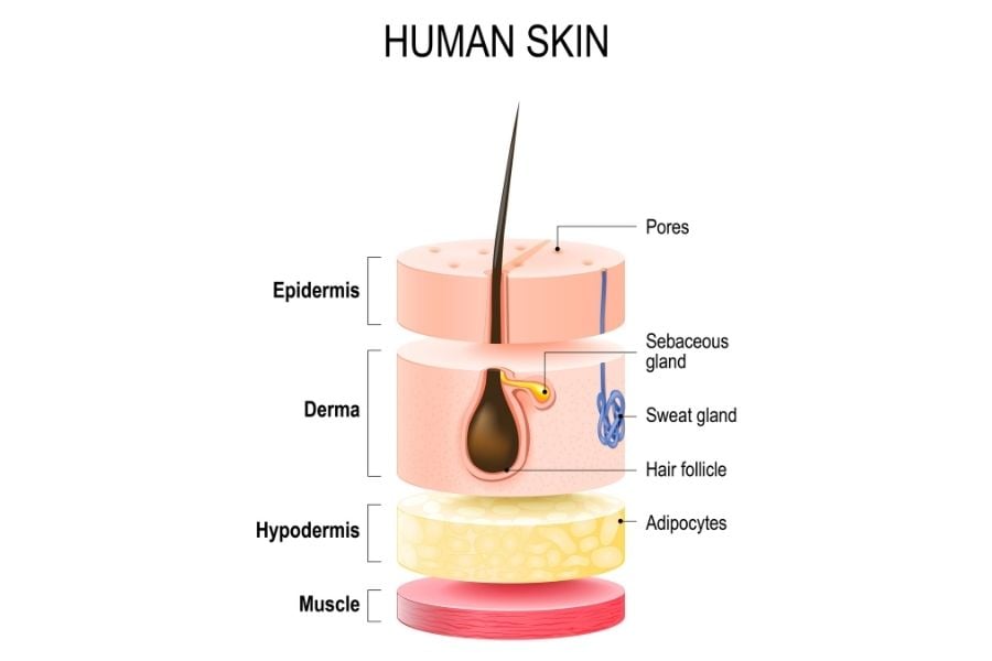 Human skin