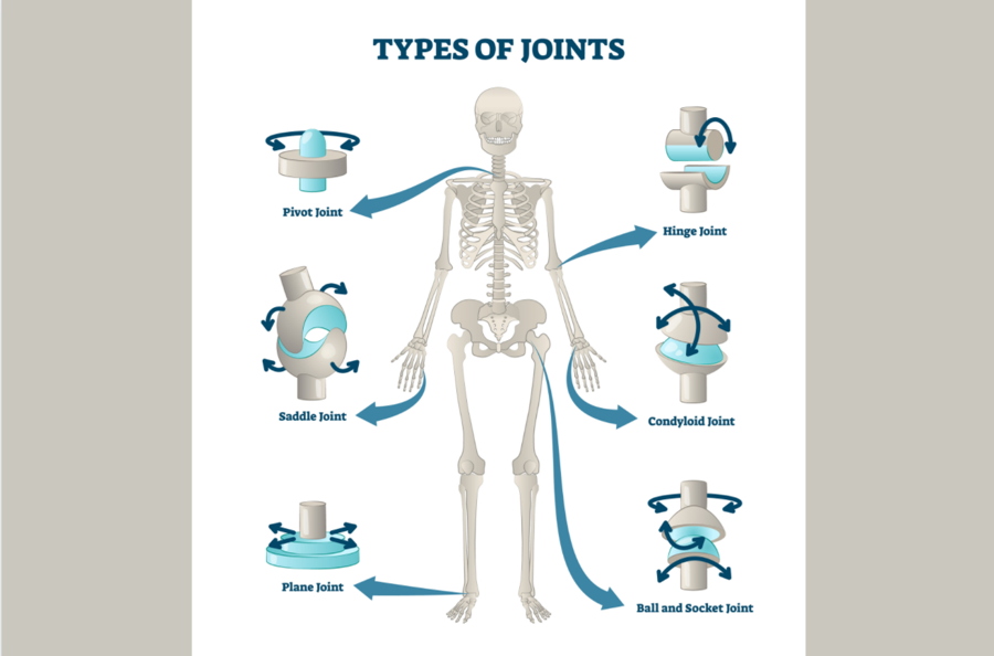 ROLE OF JOINTS IN THE BODY